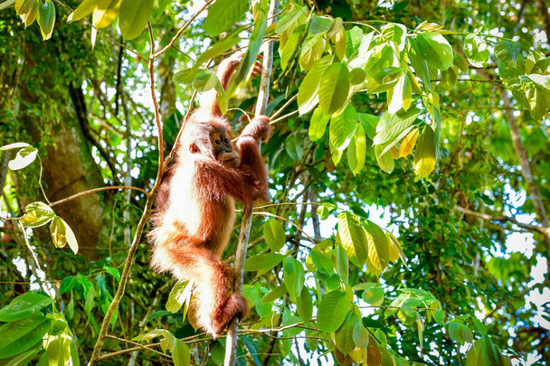 Bebé orangután sostiene firmemente una rama (Sumatra, Indonesia
) - Foto, imagen