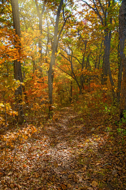 autumn forest, all the foliage is painted with golden color in the middle of the forest road.  - Photo, Image