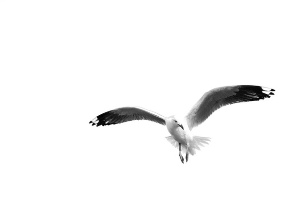 een witte gratis zeemeeuw, vliegen in de heldere hemel - Foto, afbeelding