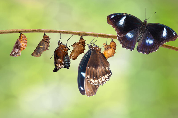 Transformation of male from caterpillar to great eggfly butterfl - Photo, Image