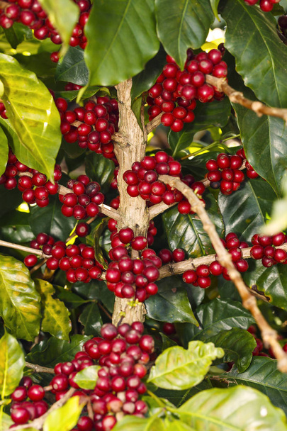 Зеленая и красная зрелая кофейная фасоль
 - Фото, изображение