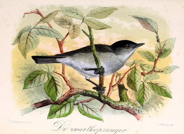 Illustrazione di un uccello. Onze vogels in huis en tuin
 - Foto, immagini