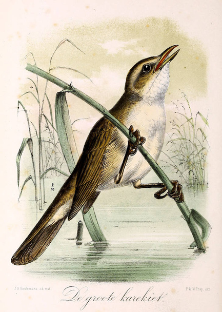 Illustration of a bird. Onze vogels in huis en tuin - Photo, Image