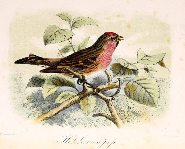 Illustration of a bird. Onze vogels in huis en tuin - Photo, Image