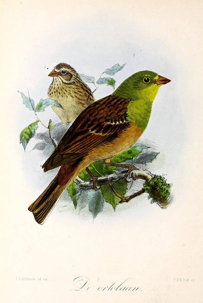 Illustration eines Vogels. Onze vogels in huis en tuin - Foto, Bild