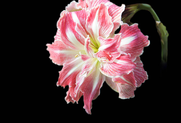 Amarilis. Amaryllis is one of our favorite indoor plants. Its large fragrant flowers can be red, white or pink and have a solid or striped color. High on the peduncle the inflorescences are solitary or few. - Foto, imagen