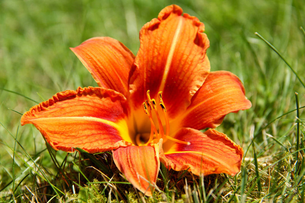 Wild lily on the grass - Photo, Image
