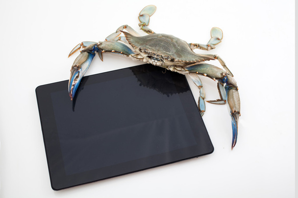 Blue crab holding tablet - Photo, Image