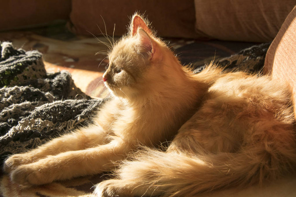 chat rouge sur le canapé parmi les oreillers orange
 - Photo, image