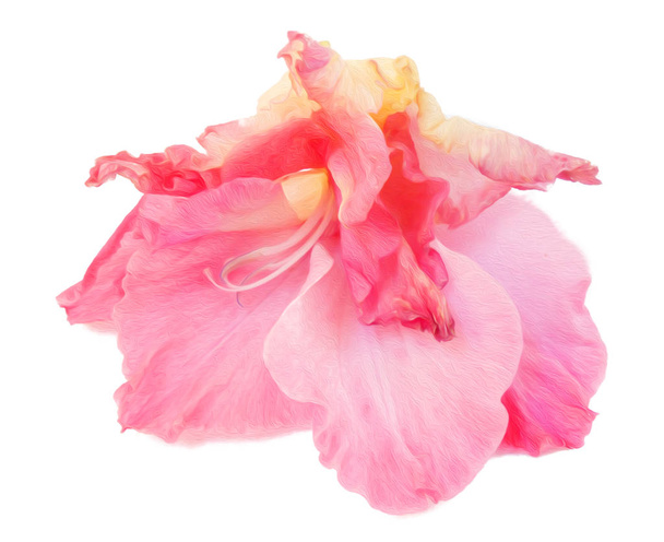 Gladiolenblüte isoliert auf weißer digitaler Malerei - Foto, Bild