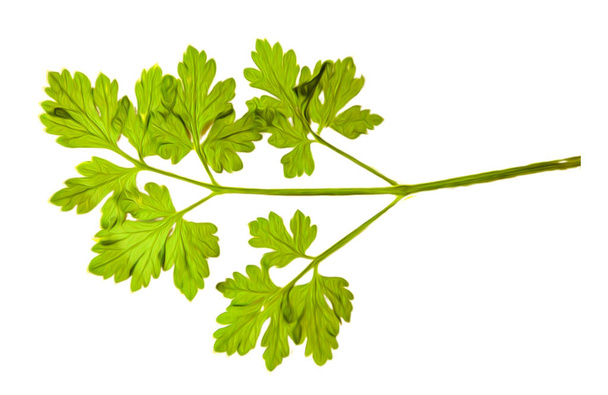 Oil draw illustration of set dry pressed scattered green parsley - Photo, Image