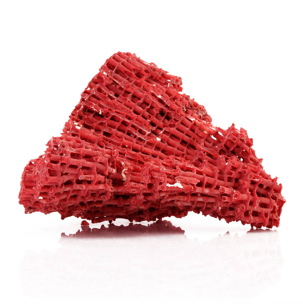 coral rojo aislado en fondo blanco
 - Foto, Imagen