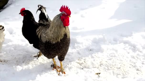 Kuřata chodící po sněhu - Záběry, video