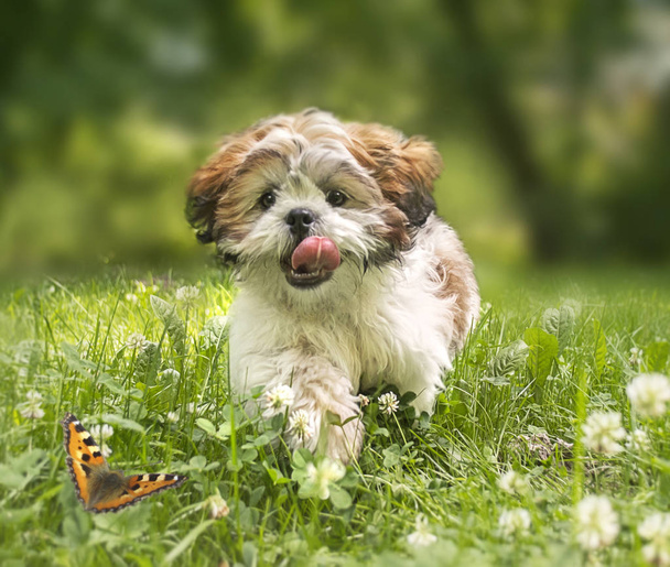 陽気なシーズーの子犬は、牧草地を横切るします。柔らかいパイと - 写真・画像