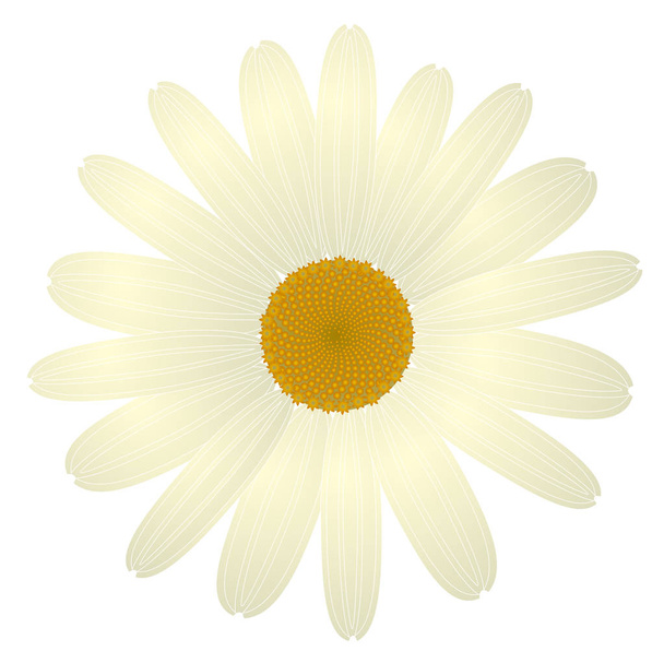 hermosa flor de margarita blanca aislada. para tarjetas de felicitación e invitaciones del día de la madre del cumpleaños de la boda y otro vector de vacaciones de temporada eps 10
 - Vector, Imagen