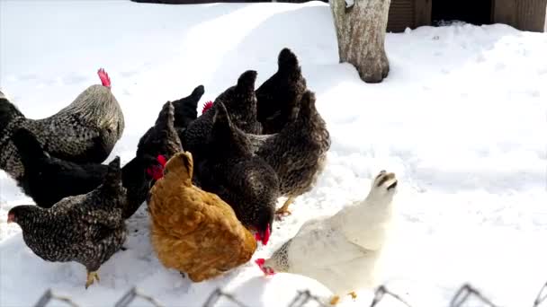 Kuřata chodící po sněhu - Záběry, video