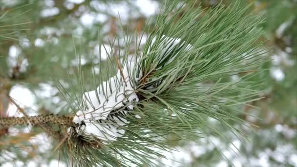 Bliska szyszki drzewo przy zimowej pogodzie - Materiał filmowy, wideo