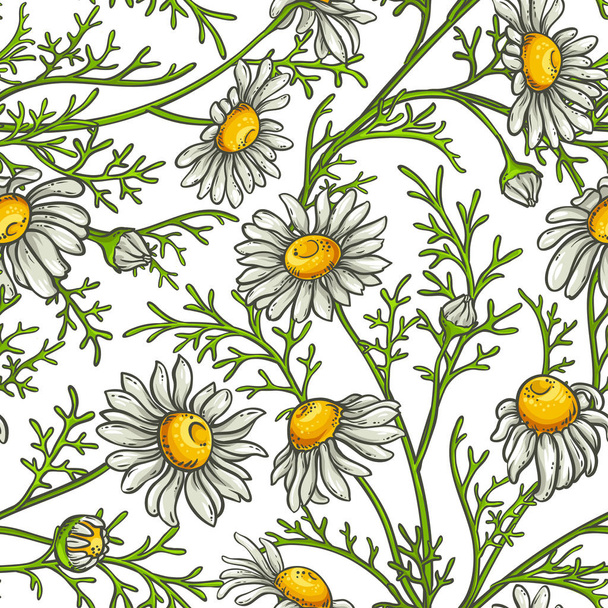chamomile flower vector pattern - Vetor, Imagem