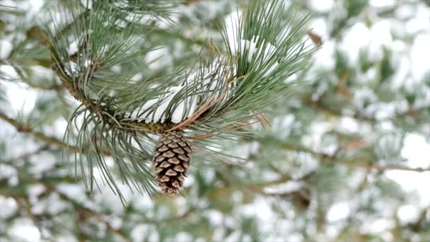 Detailní záběr strom šišky v zimním počasí - Záběry, video