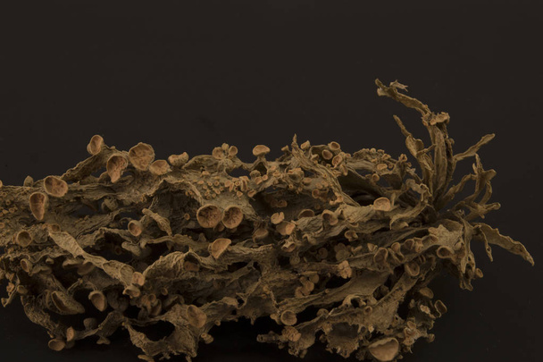 Сушеная ramalina fraxinea или хрящевой лишайник крупным планом абстрактный фон
 - Фото, изображение