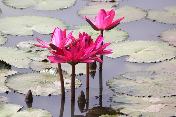 Lirio de agua rosa en el estanque - Foto, Imagen
