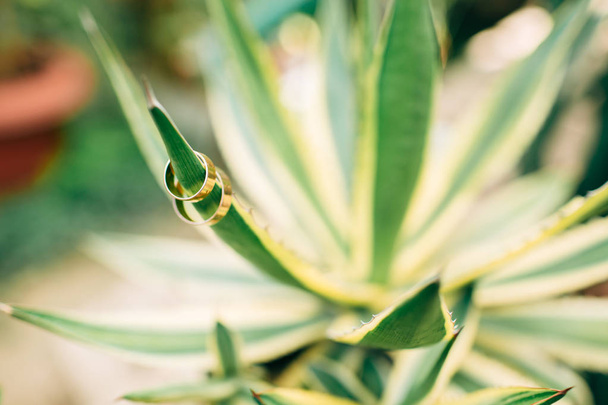 Wedding rings on the aloe leaf. - Foto, Imagen