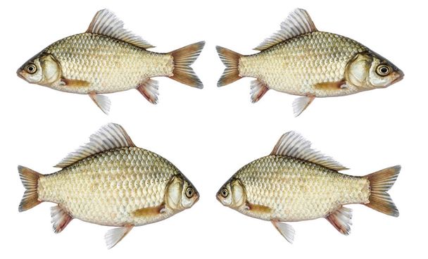Isolated crucian carp set, a kind of fish from the side. River fish live, with flowing fins. - Фото, зображення