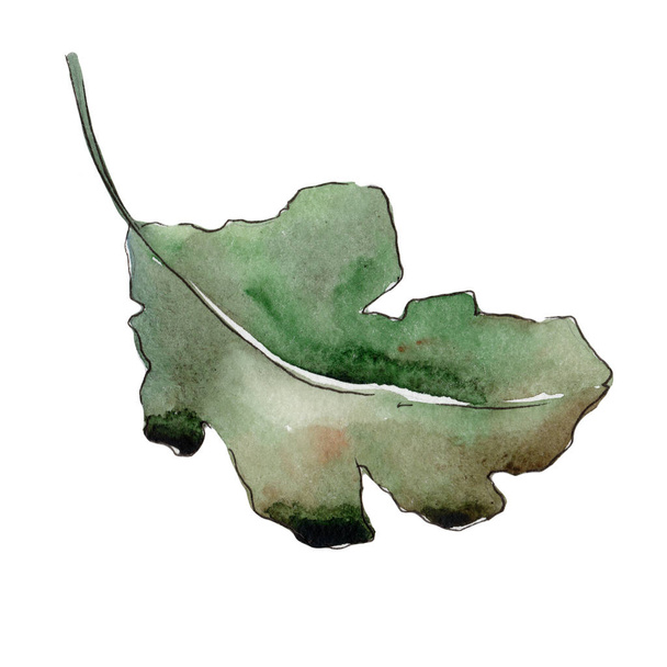 Oak leaves in a watercolor style isolated. - Φωτογραφία, εικόνα