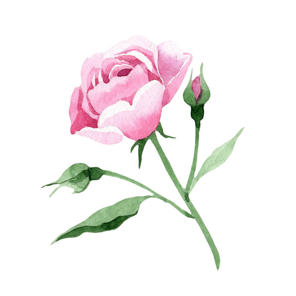 Wildflower roze thee rosa bloem in een aquarel stijl geïsoleerd. - Foto, afbeelding