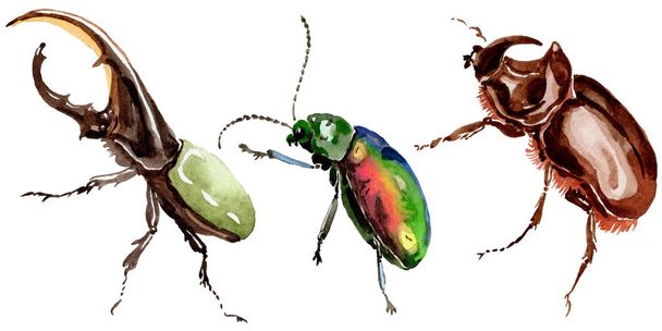 Exotic beetles wild insect in a watercolor style isolated. - Foto, Bild