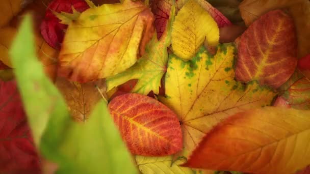 Spadających liści jesienią / / 1080p realistycznie ruchome tła wideo pętli. Autentyczny jesiennych liści delikatnie spada na ziemię. Klip ma ciepłe spojrzenie, bardzo przypominający jesieni. - Materiał filmowy, wideo