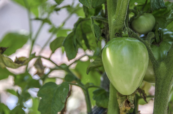Green Tomato Plant - Green organic garden - Photo, Image