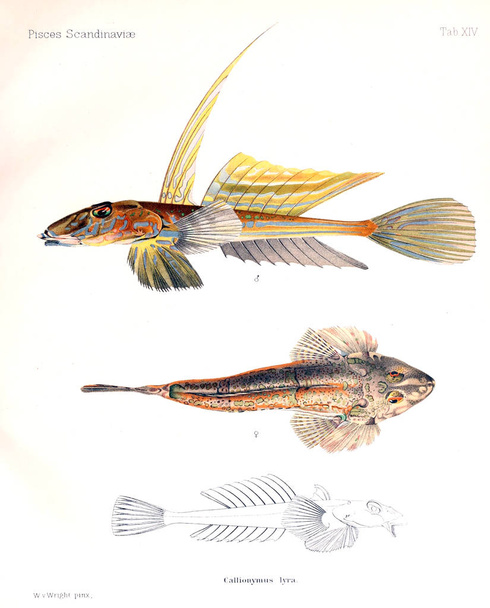 Illustration of a fish. A history of Scandinavian fishes - Photo, Image
