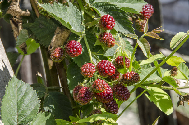 Jeżyna owoce obrazu (zool. Rubus Fruticosus) - dojrzewanie blackb - Zdjęcie, obraz