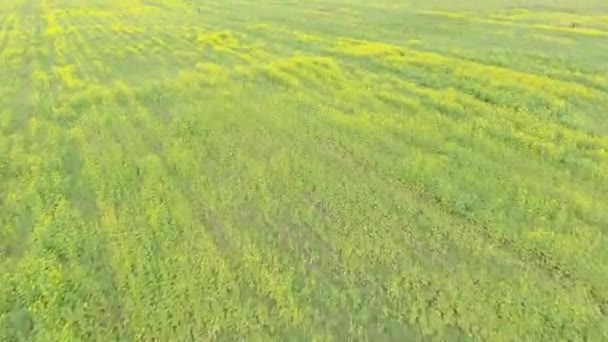 Flower fields bird's-eye view. Copter. Drone. - Footage, Video
