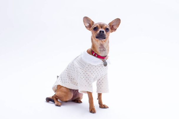 Adorable little chihuahua, white background. - Foto, Imagem