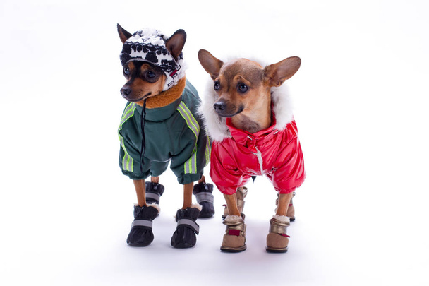 Russian toy terrier and chihuahua in clothes. - Photo, Image