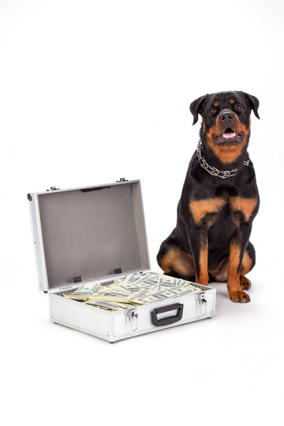 Sterke rottweiler hond en contant geld in geval. - Foto, afbeelding