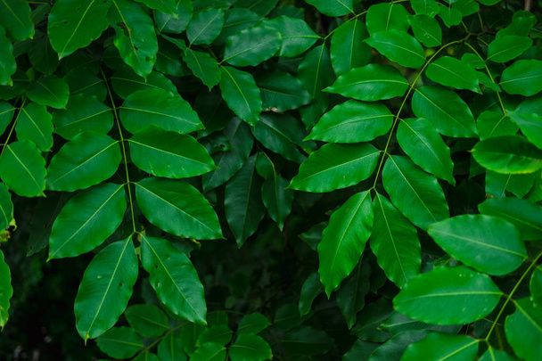 κοντινό πλάνο. πράσινα φύλλα των δέντρων στο δάσος. εικόνα για τη φύση, backgro - Φωτογραφία, εικόνα