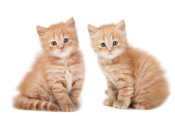two small kittens looking - Photo, Image