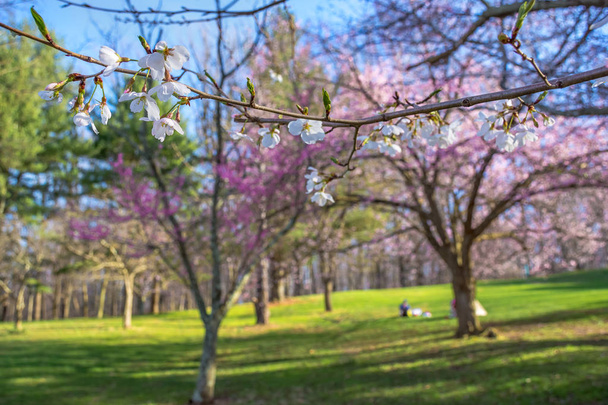 Ramo di fiori di ciliegio nel parco
 - Foto, immagini