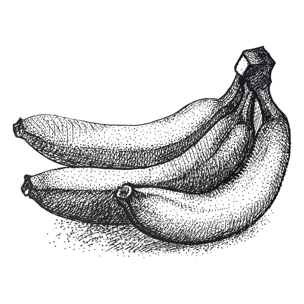 Realistic illustration of bananas in vintage engraving technique - Vettoriali, immagini