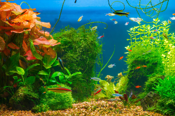 Vida submarina en acuario tropical de agua dulce plantado con peces pequeños
 - Foto, imagen