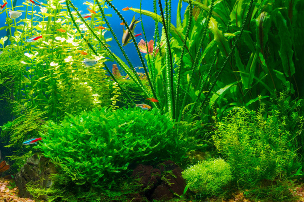 Vida submarina en acuario tropical de agua dulce plantado con peces pequeños
 - Foto, imagen