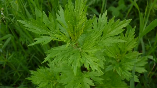Artemisia vulgaris fresh medicinal plant HD - Footage, Video