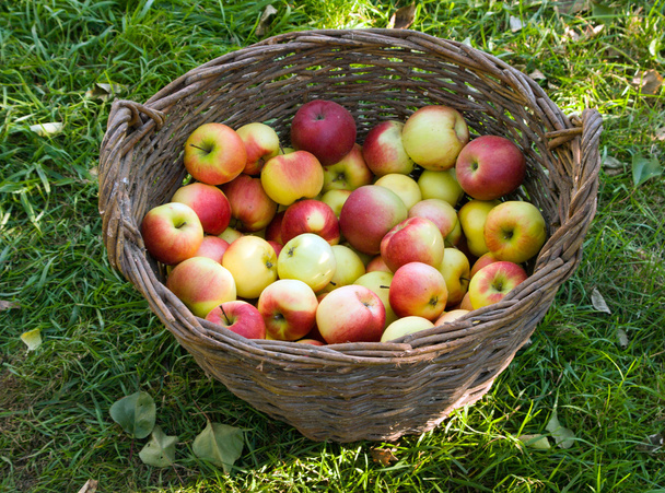 Apples in a basket - Fotoğraf, Görsel