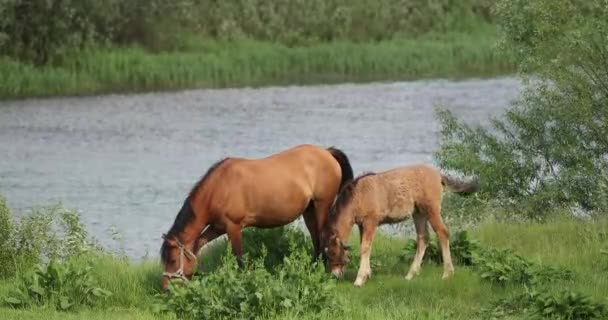 Caballo y potro joven caballo pastando en el prado verde cerca del río en primavera o verano
 - Metraje, vídeo