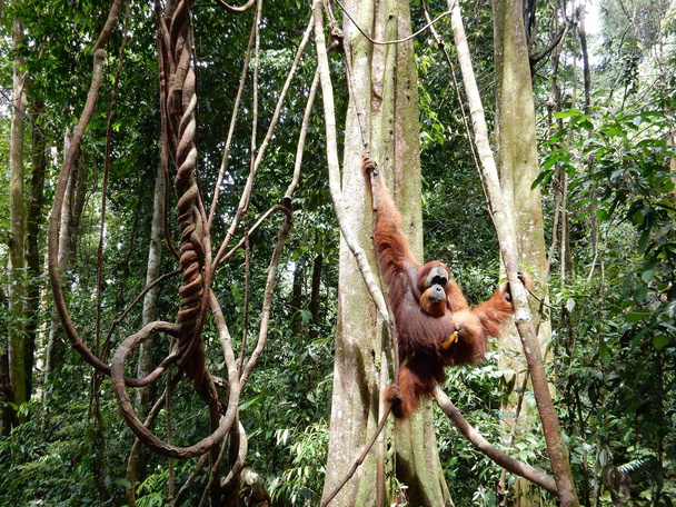 Sumatra'da bir orang utan - Fotoğraf, Görsel