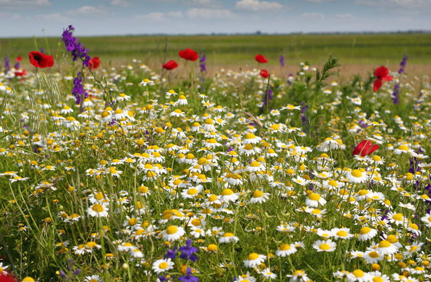 Colorido prado con flores silvestres
 - Foto, Imagen