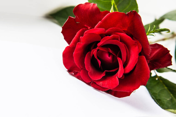 κόκκινο τριαντάφυλλο και λευκό φύλλο χαρτιού - Φωτογραφία, εικόνα